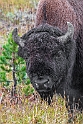 Bison Too Close_YST2397